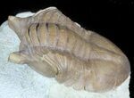 Asaphus Punctatus Trilobite - Russia #45988-2